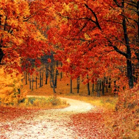 Autumn Woods - Premium Fragrance Oil