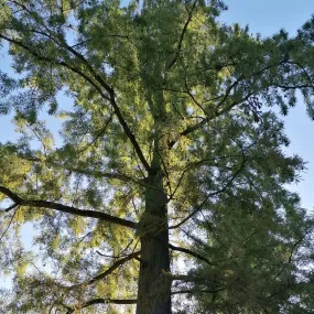 Baldcypress - Taxodium distichum