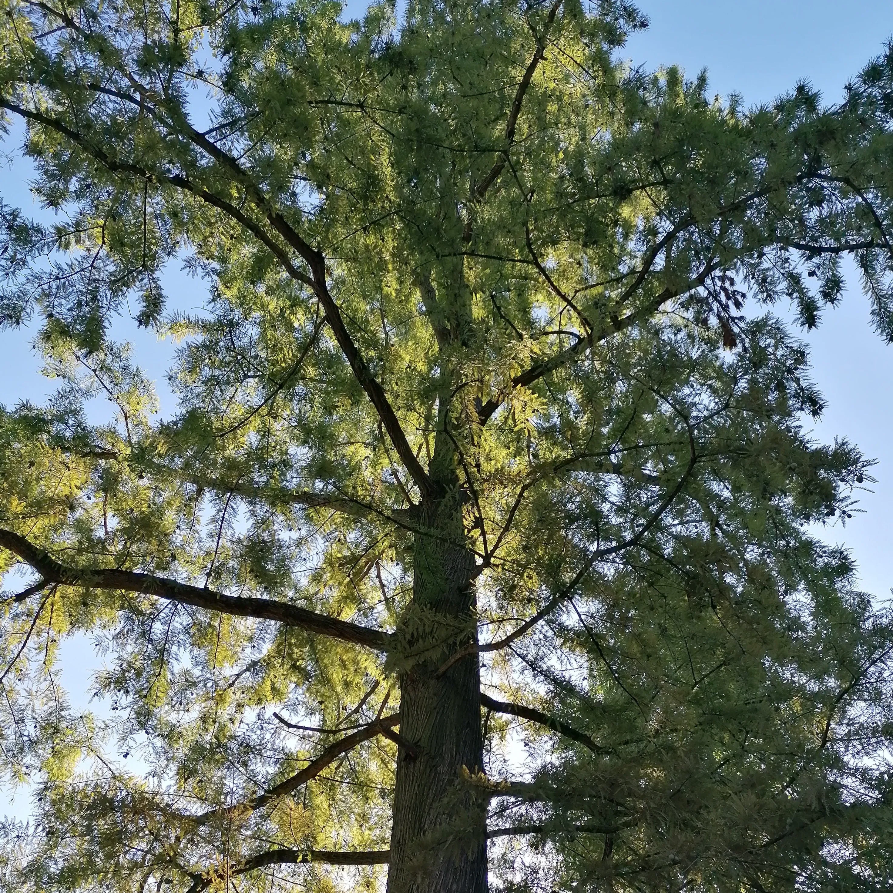 Baldcypress - Taxodium distichum