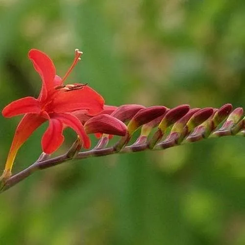 Crocosmia Lucifer AGM