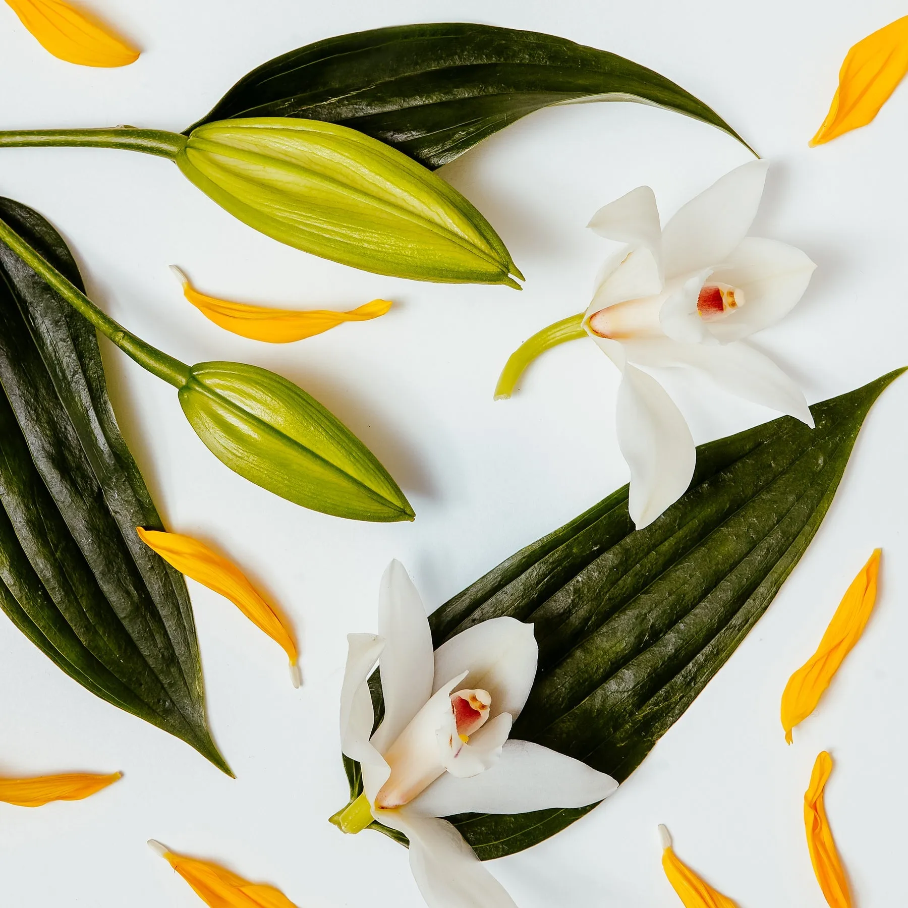 FRAGRANCE DIFFUSER - WHITE LILY & YLANG YLANG