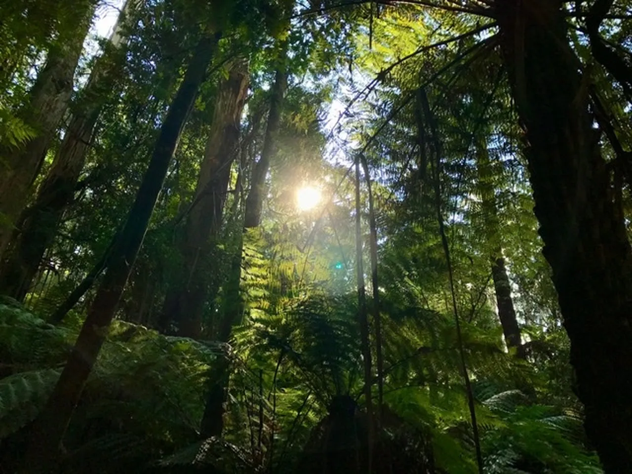 Robertson Rainforest ... Room Spray