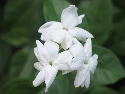 Sampaguita (Nat Blend) EO